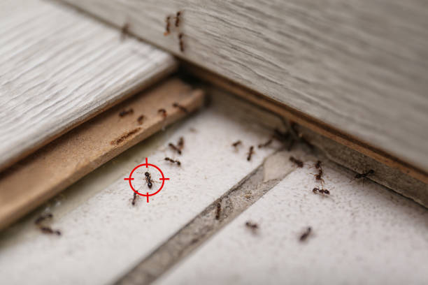 Best Termite Control Services  in St Charles, MN