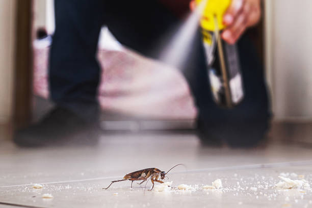 Best Wasp Removal Services  in St Charles, MN