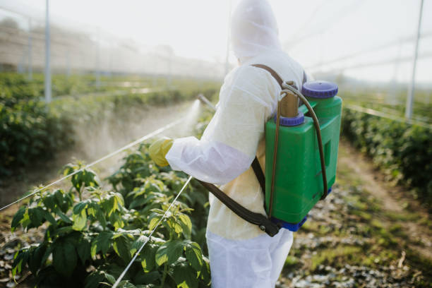 Best Wasp Removal Services  in St Charles, MN